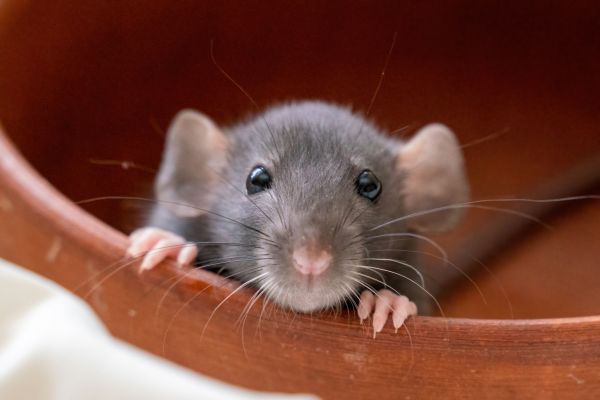 Rodent Removal Service