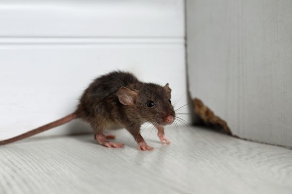 Rat Elimination