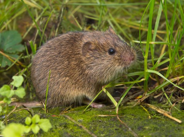 Vole Abatement