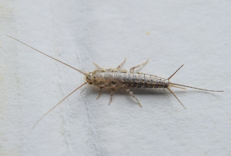 Centipede Extermination in Arlington, TX