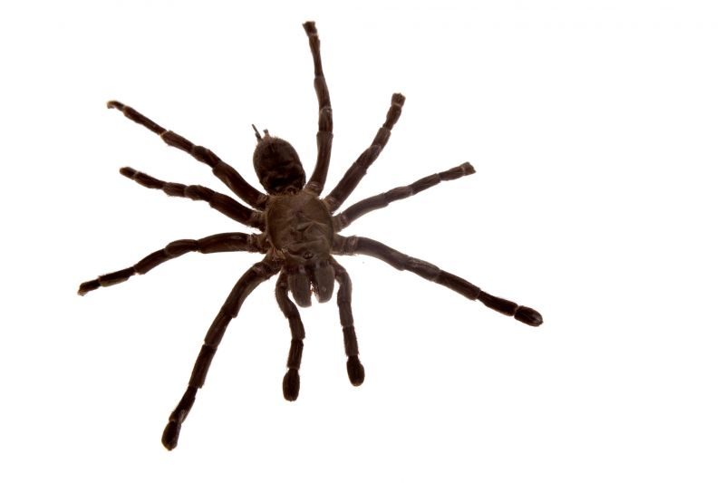 Common Spiders Extermination in Katy, TX