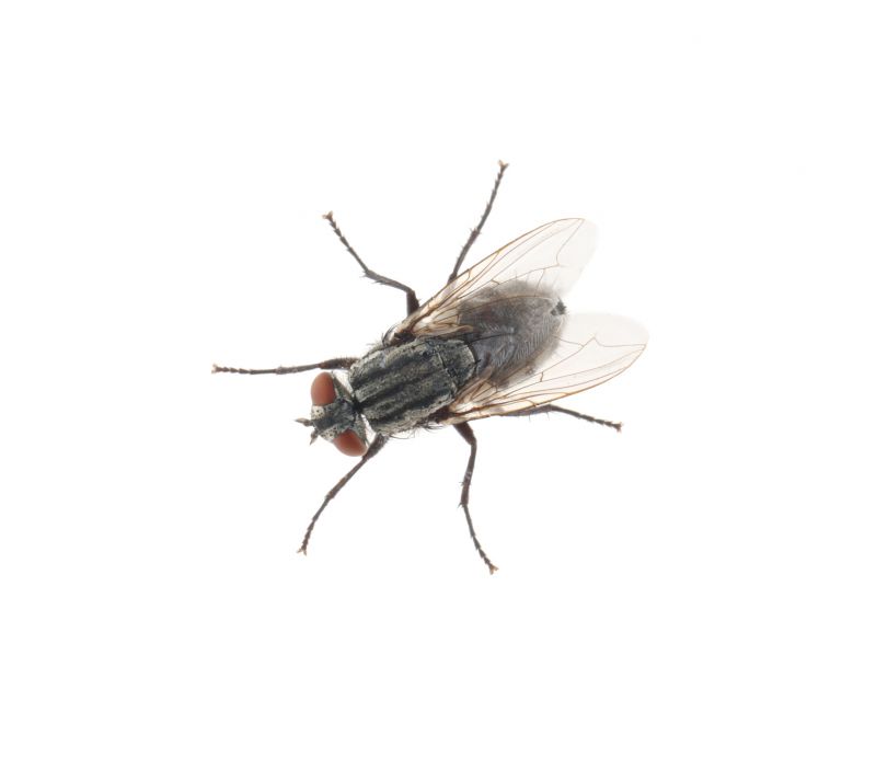 Fly Extermination in New Braunfels, TX