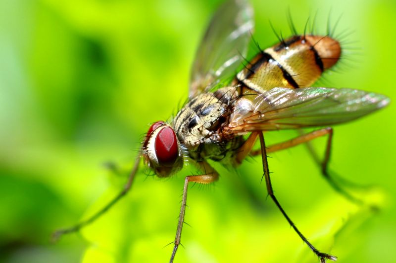 Fly Infestation Extermination in Rockwall, TX