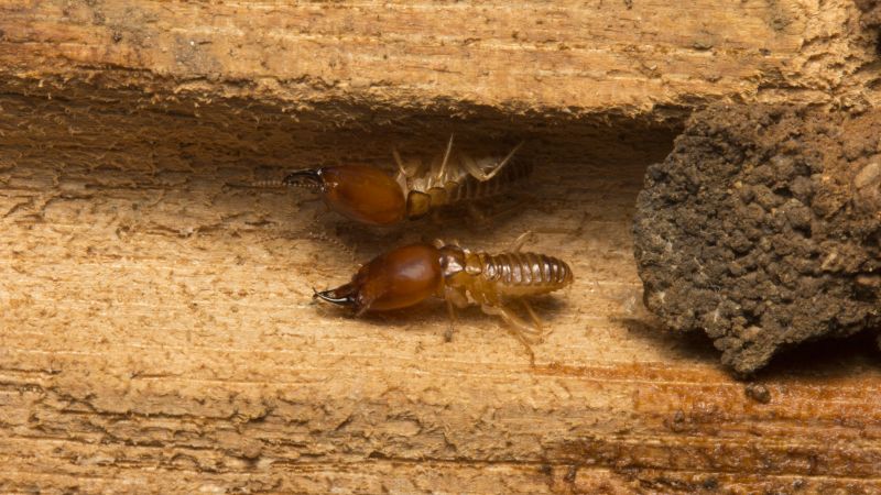 Termites in Wood