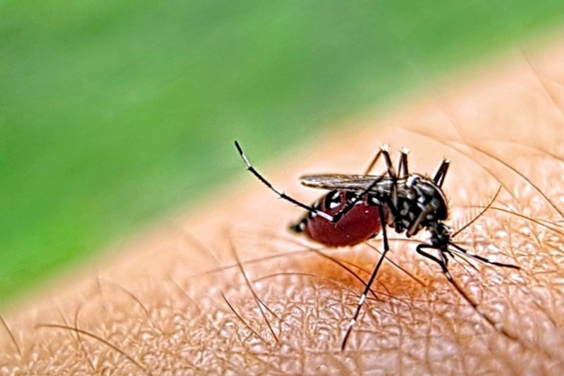 Mosquitoes Pest Control in Katy, TX