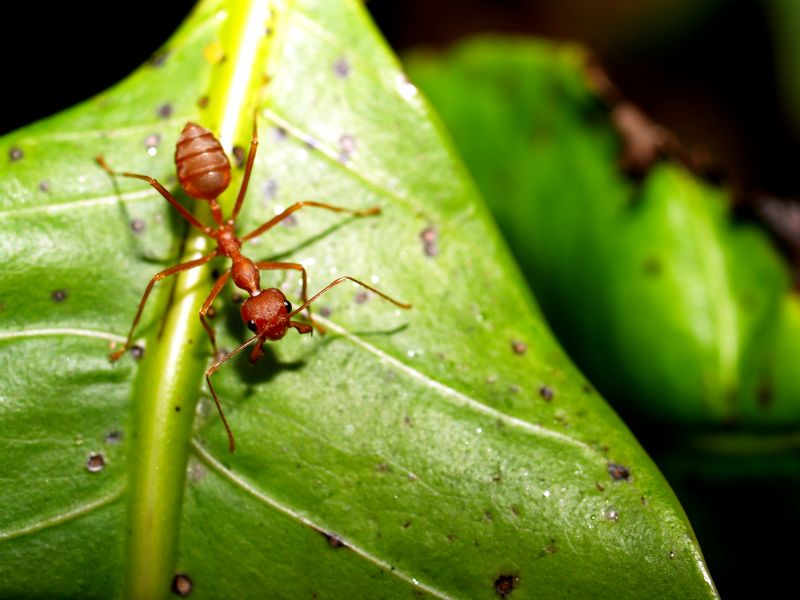 Red Ant Extermination in Frisco, TX