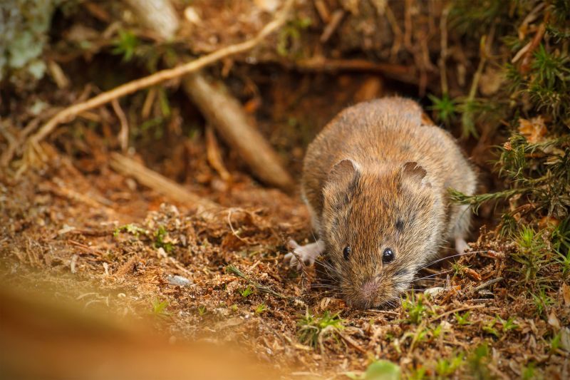 Vole Pest Control
