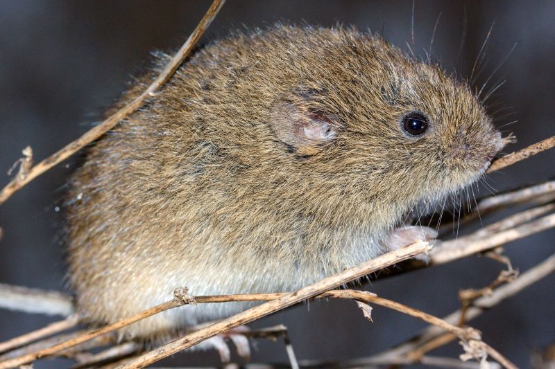 Vole Pest Control