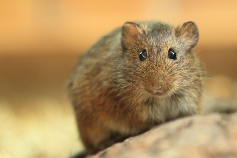 Vole Pest Control