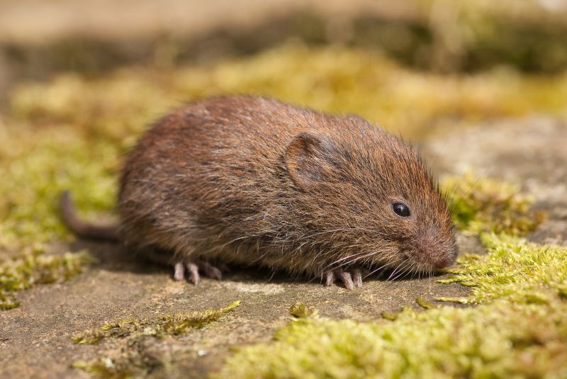Landscaping for Vole Prevention