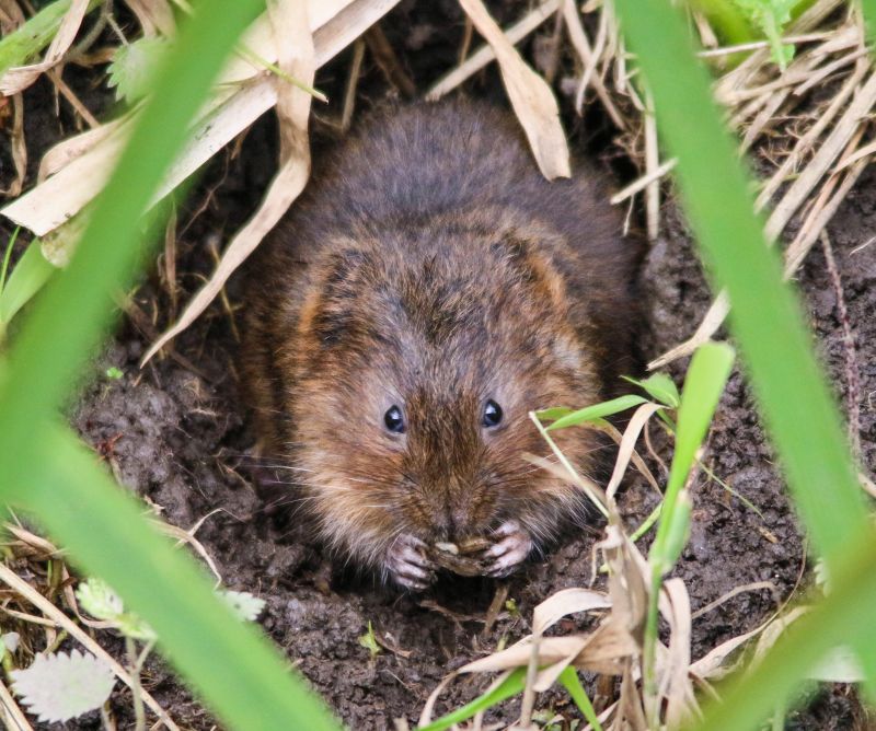 Vole Burrow Systems