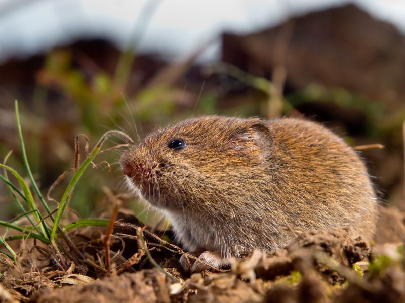 Vole Activity Signs
