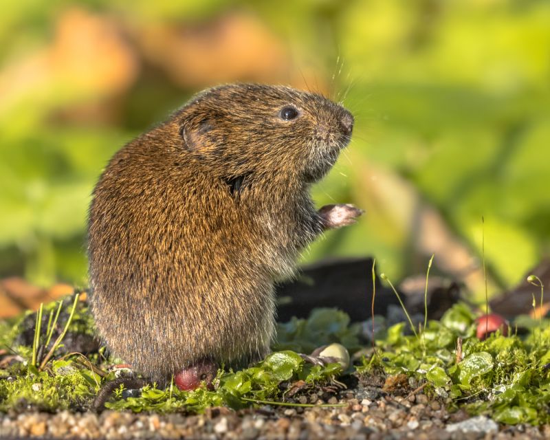 Vole Pest Control